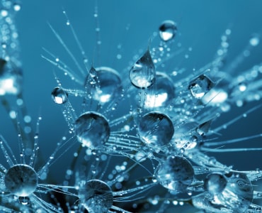 Scientific Alliances